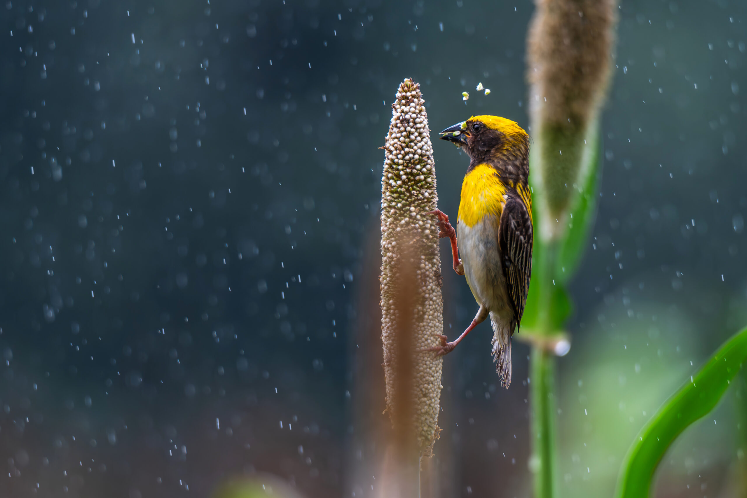 A male Baya Weaver with a bright yellow head and chest feeds on a millet stalk, with raindrops visible in the blurred backgro