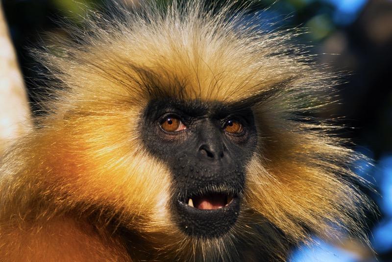 A close-up portrait of a Golden Langur with a black face and bright golden-orange fur, looking directly at the camera with it