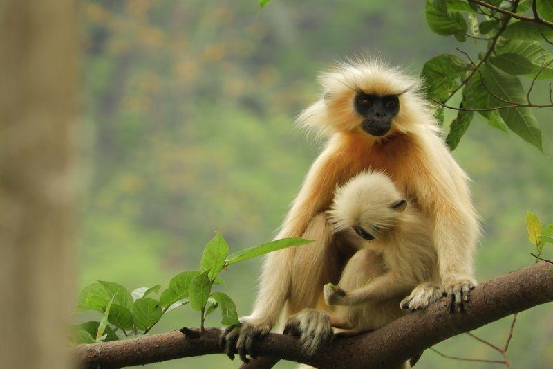 A Golden Langur mother with golden fur and a black face sits on a tree branch, holding her lighter-furred infant. Green leave
