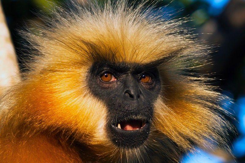Close-up portrait of a Golden Langur (Trachypithecus geei) with vibrant golden-yellow fur and a stark black face, looking dir