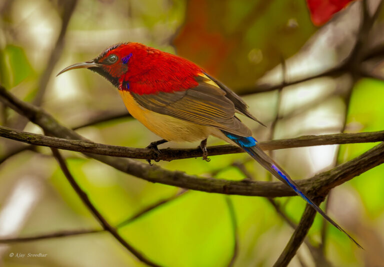 A close-up shot of a male Mrs. Gould's-Sunbird perched on a brown branch. It has a bright red head and back, a black mask over its eye, a golden-yellow belly, and a very long, pointed blue tail. The background is a soft blur of green leaves.