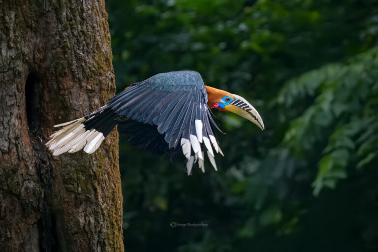 A male Rufous-necked Hornbill, with a rufous head, blue facial skin, and a large pale yellow bill, is captured in flight as it exits a tree cavity. Its dark wings are spread wide, revealing white primary tips, against a blurred green forest background.