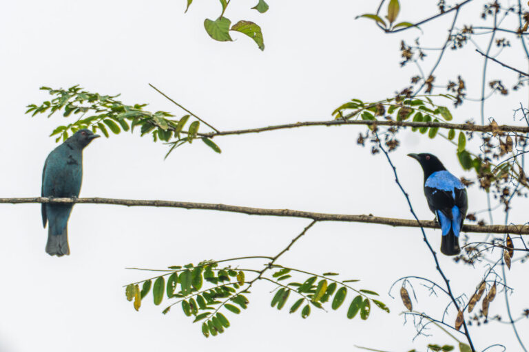 A male and female Asian Fairy-bluebird perched on a tree branch against a bright sky. The male on the right has striking black and iridescent blue plumage. The female on the left is a duller, dark blue-green.