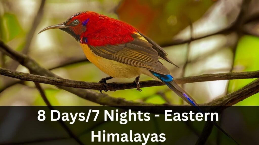 Eastern Himalayan 8 Day Birding Tour