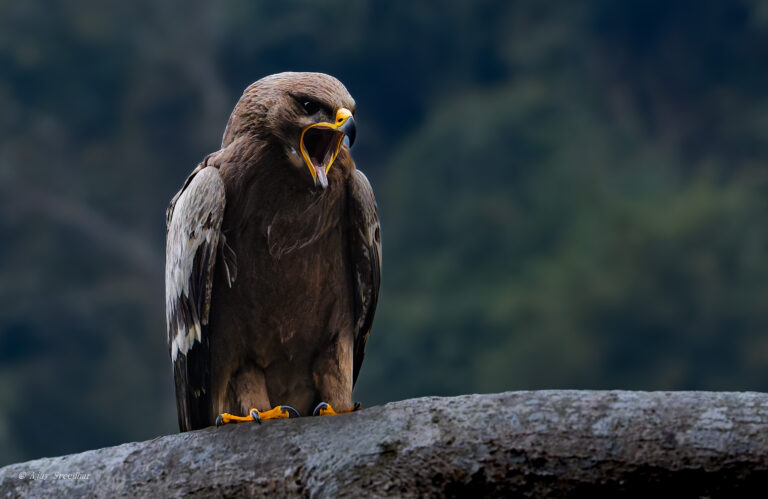 5 Days, 4 Nights Birding Tour – Latpanchar & Rongtong Eastern Himalaya | Mahananda Wildlife Sanctuary